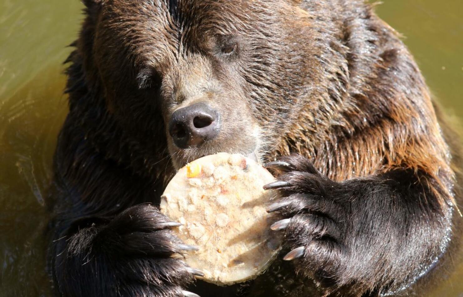 GERMANY-ANIMALS-BEAR-HEAT
