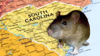 This South Carolina City Is One Of The 'Rattiest' In The Country