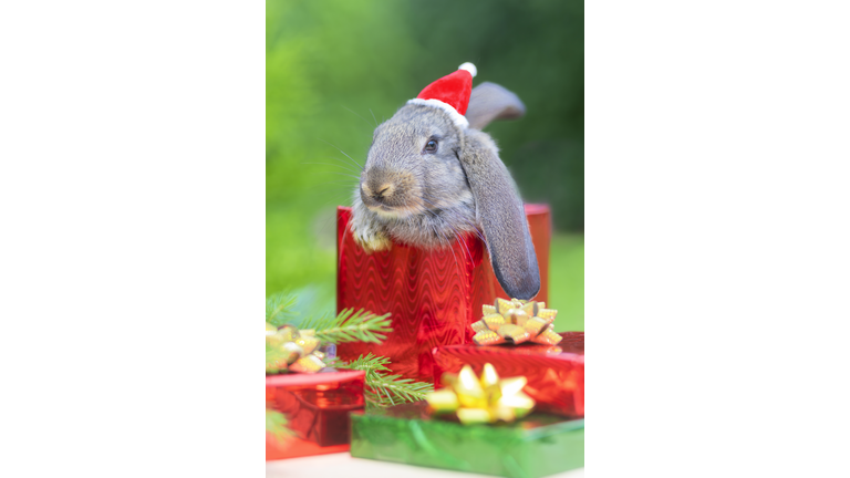baby bunny in santa hat in gift box for new year