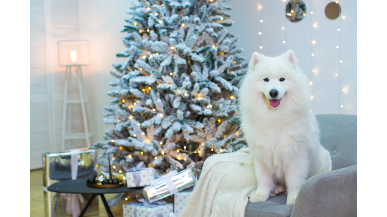 White fluffy beautiful samoyed sits on a sofa against the background of a christmas tree with colorful lights