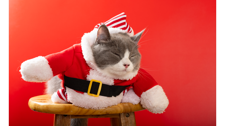 a cute british shorthair cat wears a Santa Claus dress and with her eyes closed
