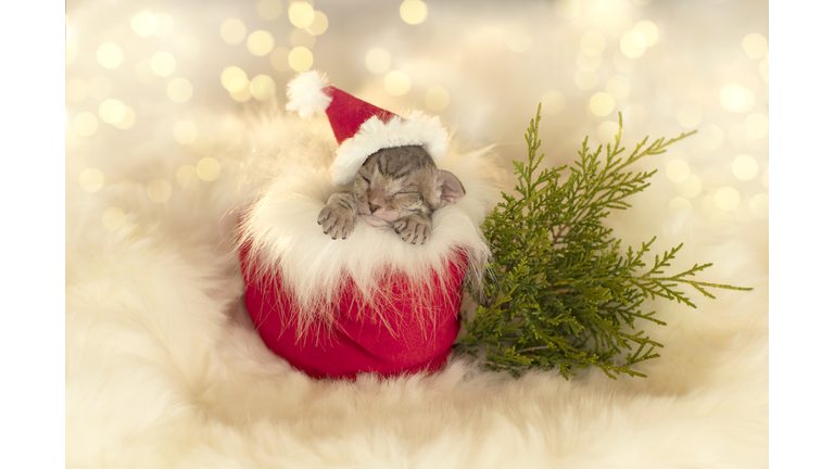 a small striped kitten in a Christmas hat in a gift boot, against the background of golden lights