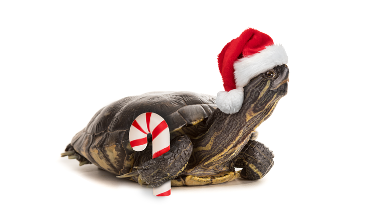Isolated Turtle Dressed For Christmas