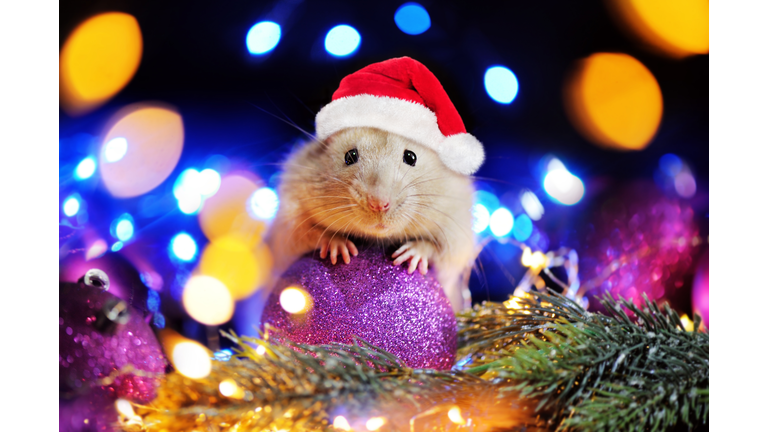 Christmas card with a rat wearing Santa hat