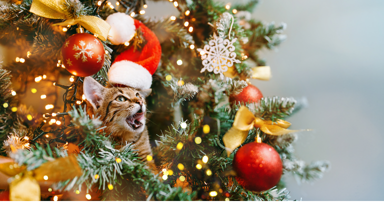A cat in a Santa hat looks out from behind the branches of a decorated Christmas tree and licks his lips sweetly