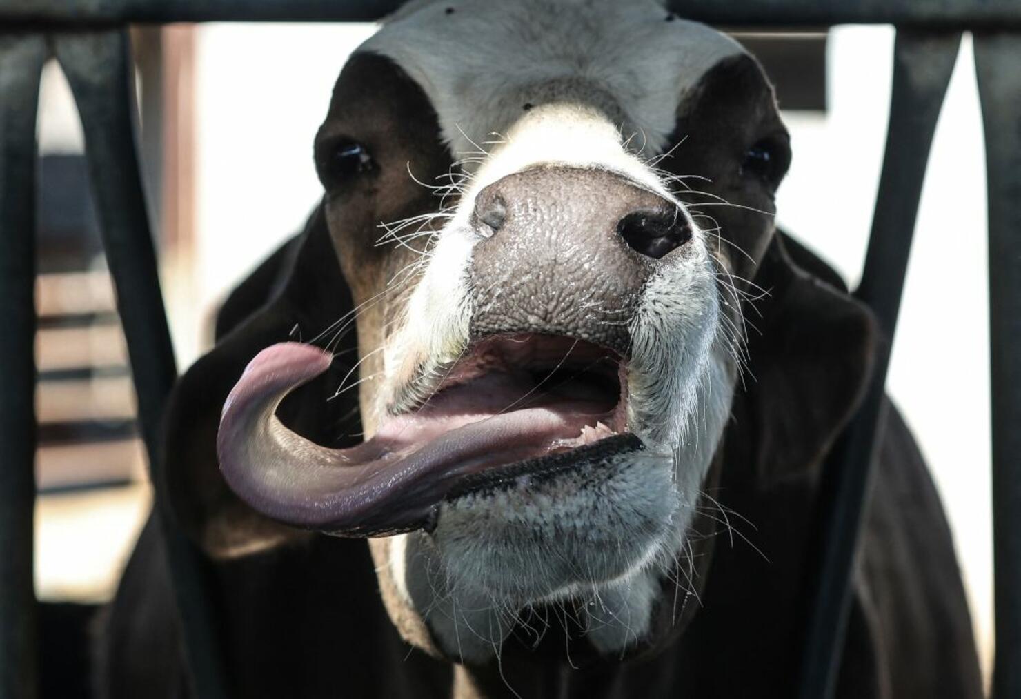 Cow Delivers Instant Karma to Punk Pulling a Dog by The Ears! [VIDEO] |  iHeart