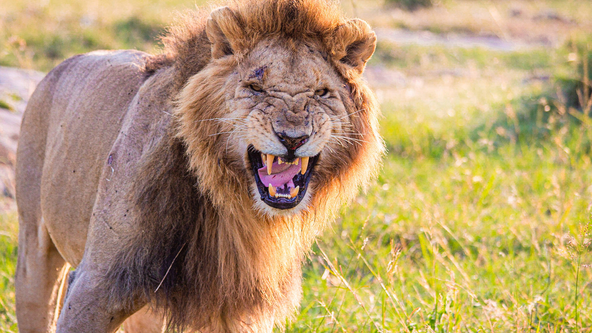 Zoo Worker Teases A Lion, And Gets His Finger Bitten Off | BIG 105.9 ...