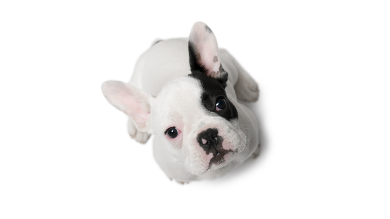 High angle view of French Bulldog puppy, sitting.