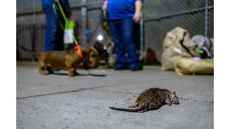 US-HEALTH-VIRUS-ANIMAL-RATS