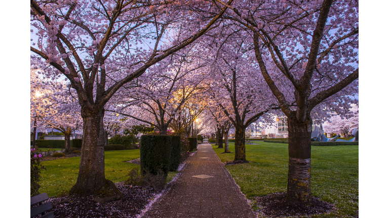 Cherry Blossom