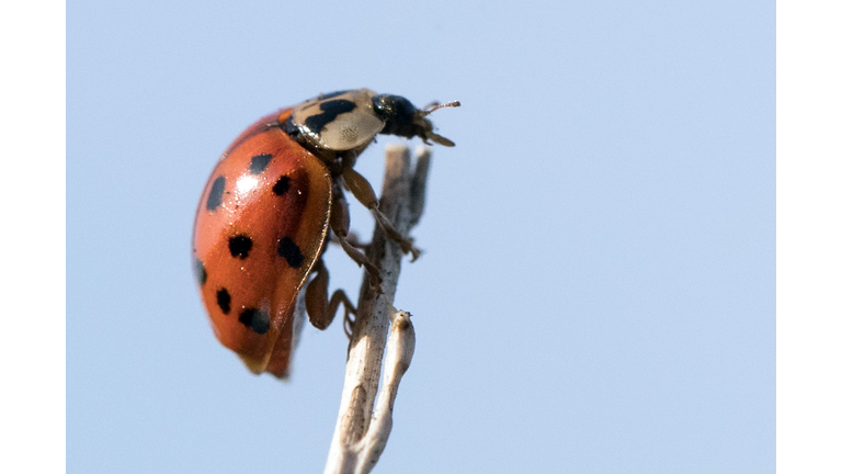 Hot Summer Sees Sharp Rise In Harlequin Ladybird Numbers