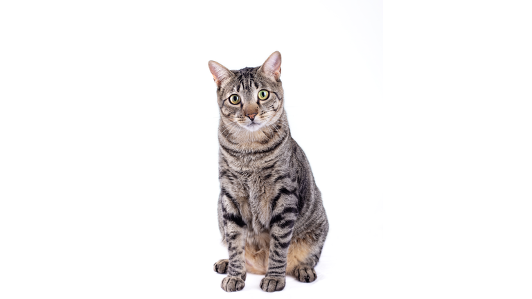 Tabby cat looking at camera on white background