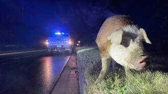 Massive 'Papa Pig' Causes Traffic Jam In York After Onlookers Stop To Stare