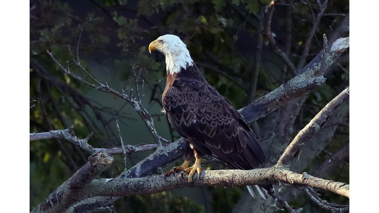 Eagles on Long Island