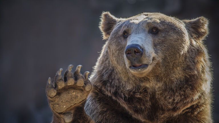Oso