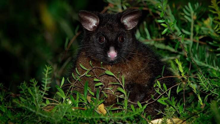 Cops in New Zealand Rescue Woman 'Held Hostage' by Aggressive Possum ...