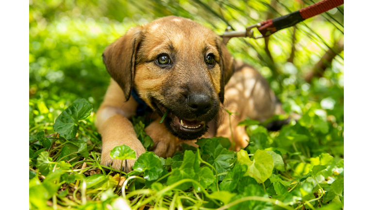 NSW Government Announces Crackdown On Illegal Puppy Factories