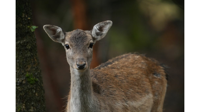 Rutting Season In The Deer Park At Dunham Massey