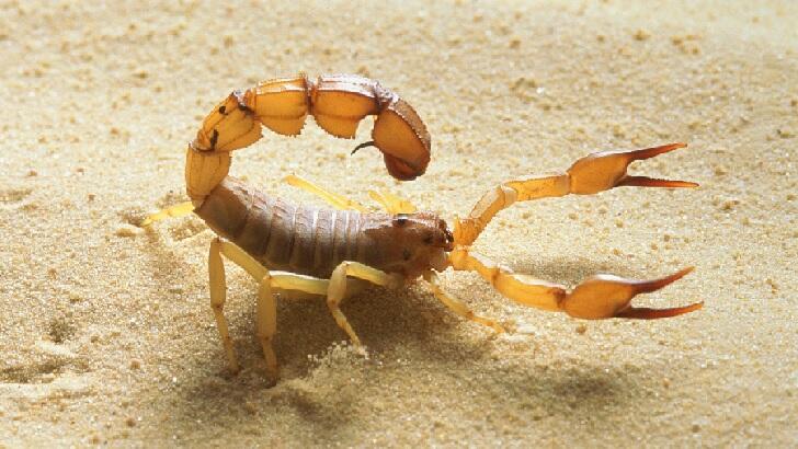 Swarm of Venomous Scorpions Injure Hundreds During Storms in Egypt