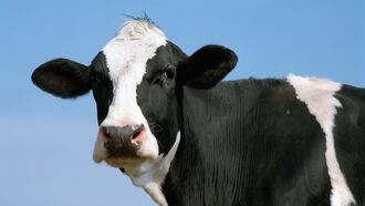 Watch: Cow Escapes Slaughterhouse, Winds Up on Waterpark Slide