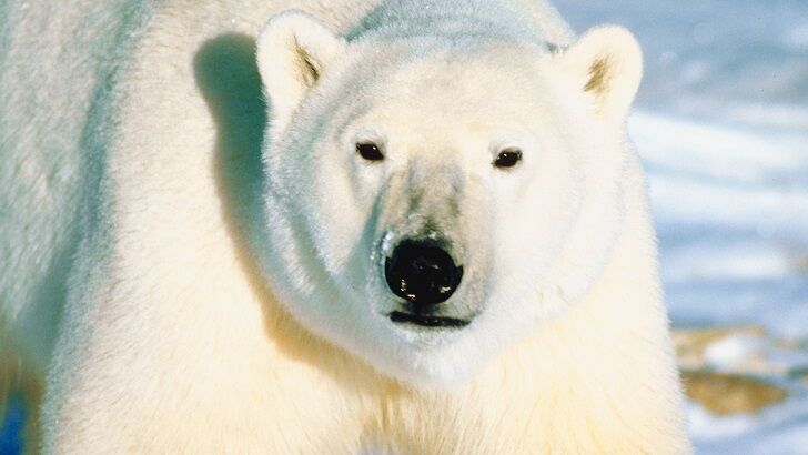 Video: Spray-Painted Polar Bear Spotted in Siberia