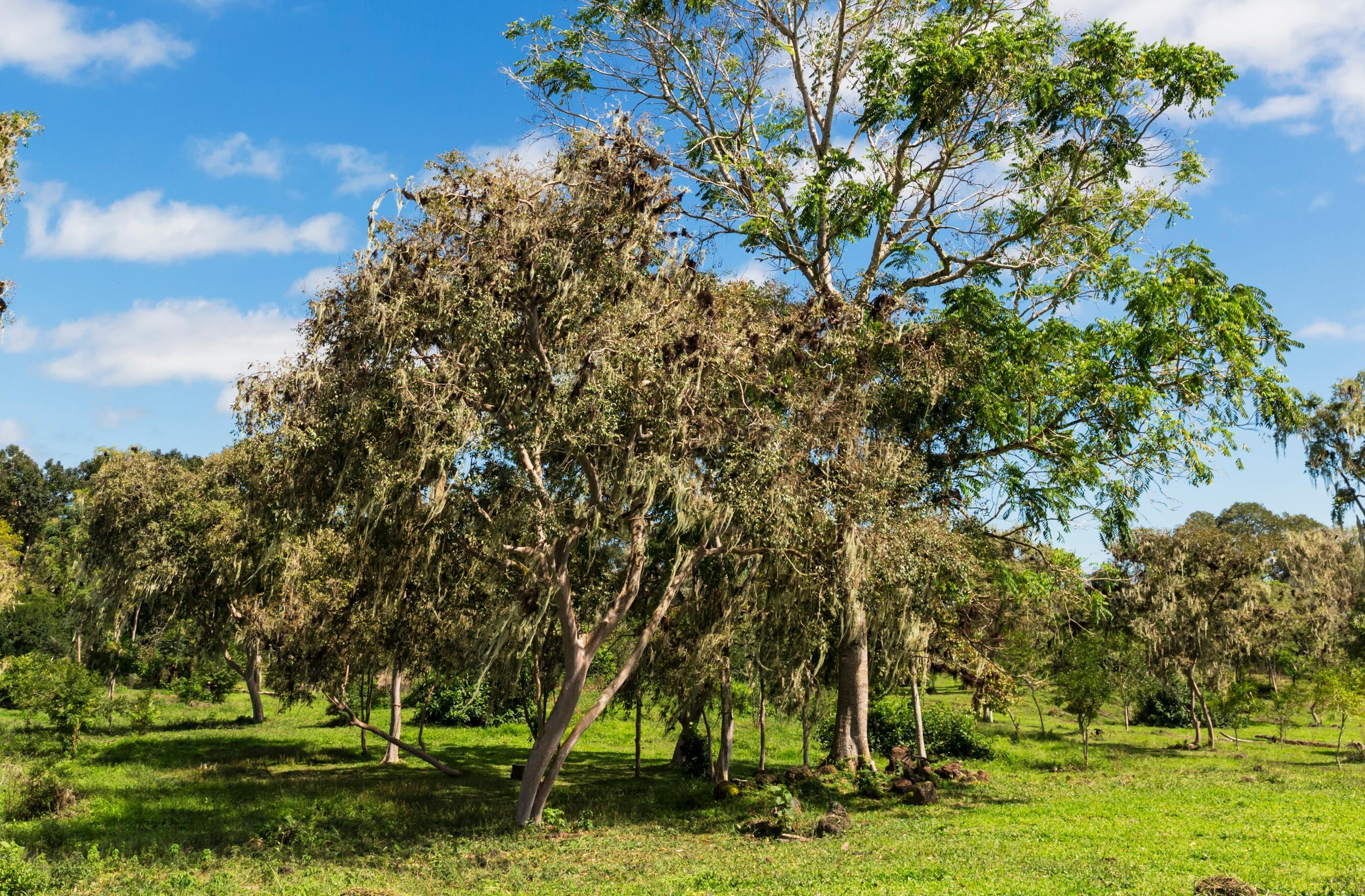 This HarmlessLooking Florida Tree Could Be The World's Deadliest iHeart