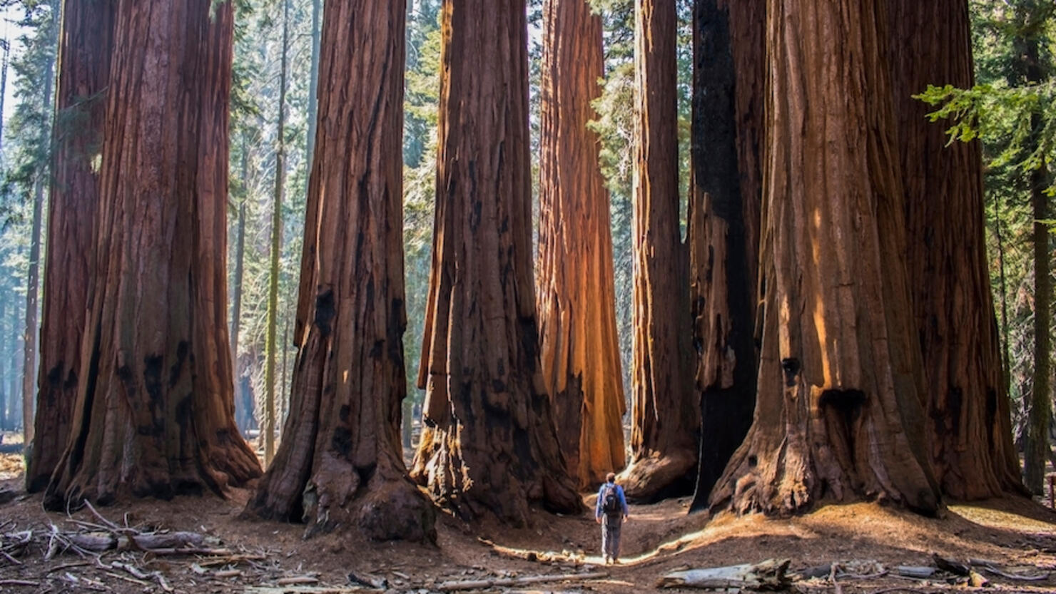 Rear View Of Man Standing By Giant Sequoia Trees In Forest