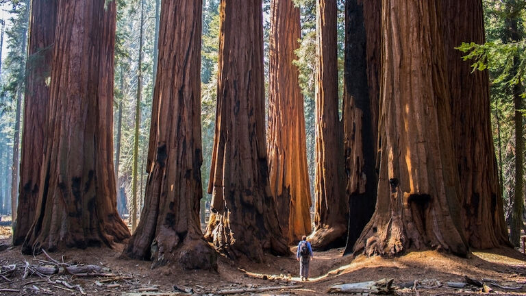 Rear View Of Man Standing By Giant Sequoia Trees In Forest