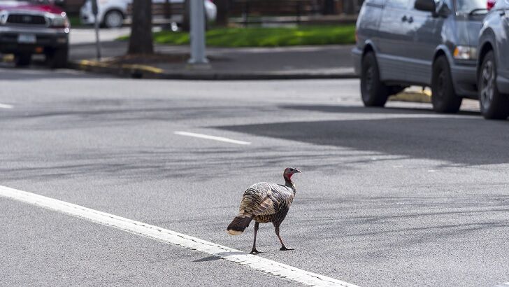 Video: Territorial Turkey Has Pennsylvania Town Torn