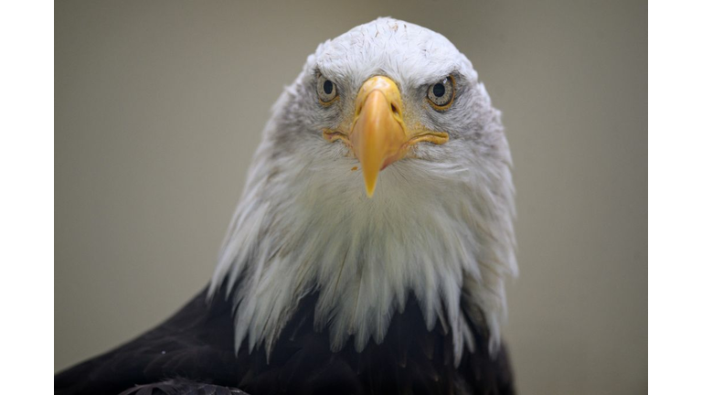 BRITAIN-ANIMAL-BIRD