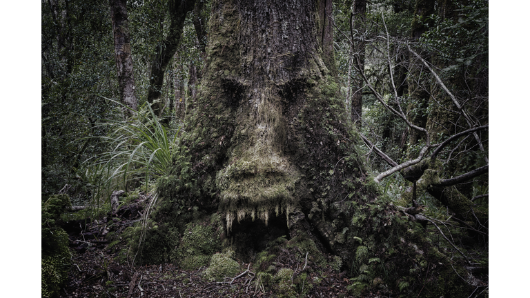 Face growing in moss on tree in lush forest