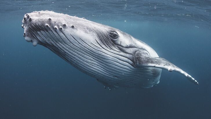 Video: Dead Humpback Whale Found in Middle of Amazon Jungle