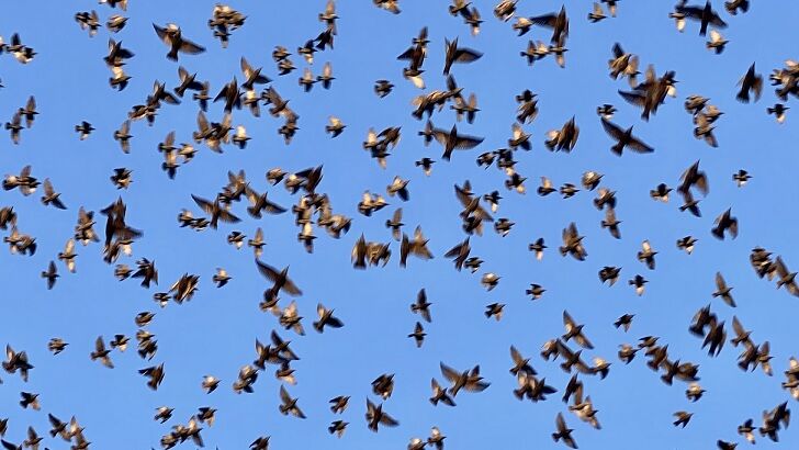 Hundreds of Dead Birds Mysteriously Fall From Sky Outside Spanish Hospital