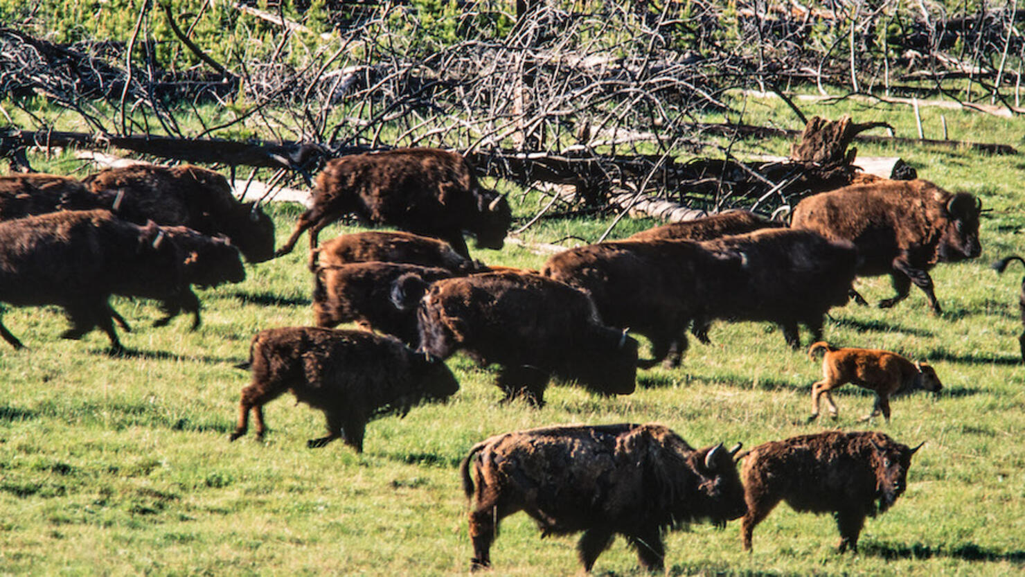 A herd of bison stampedes across a meadow in Yellowstone National Park in Wyoming, USA.