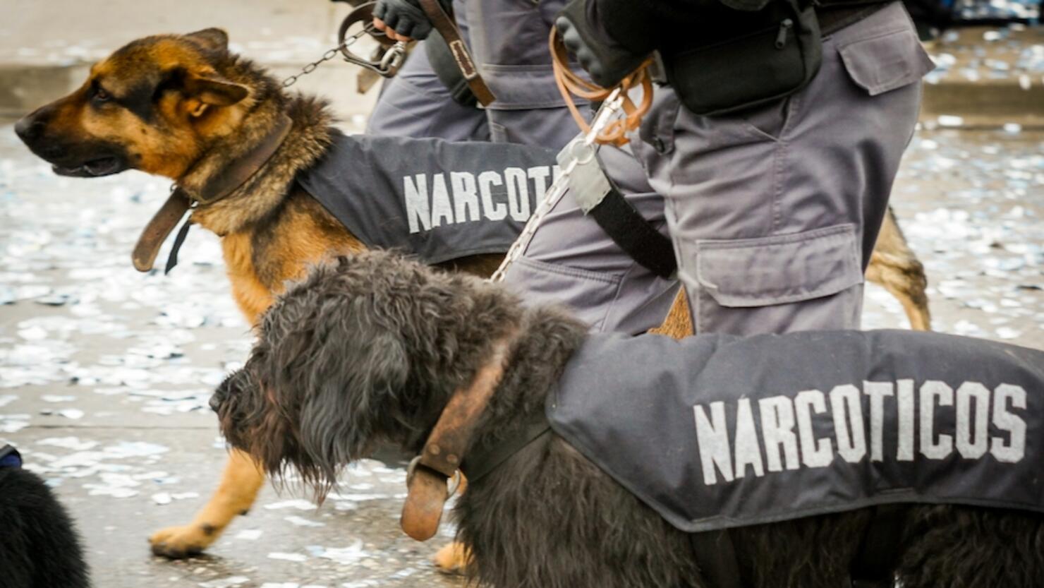 View Of Police Dogs