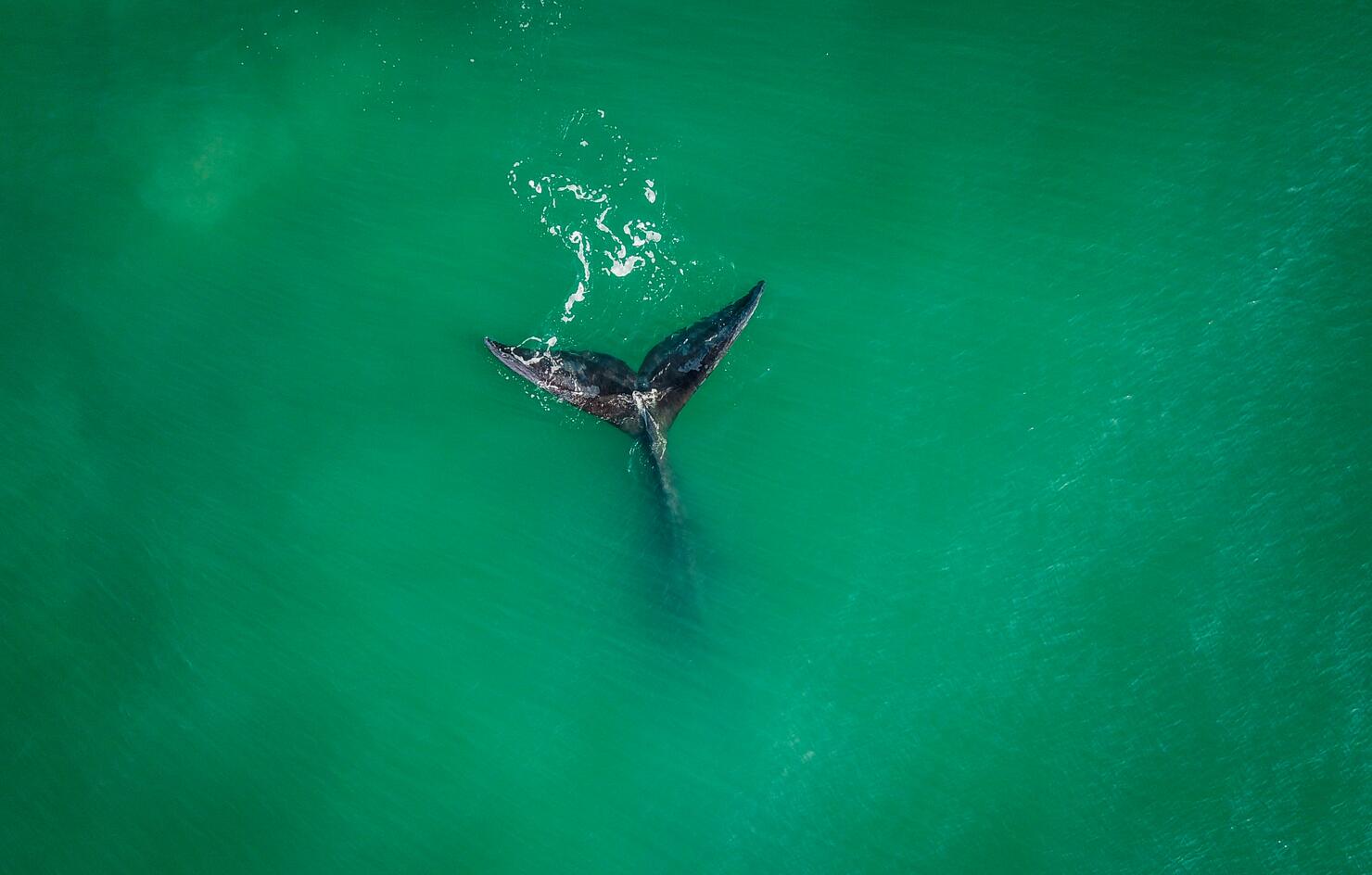 TOPSHOT-BRAZIL-ANIMAL-WHALE