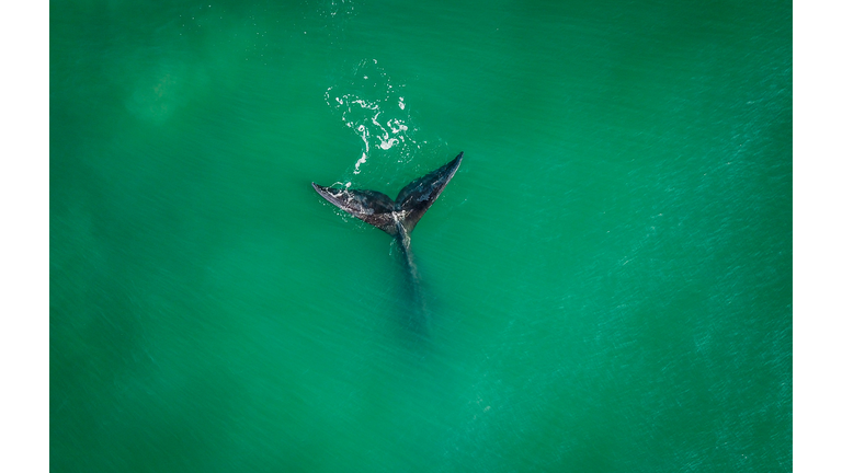 TOPSHOT-BRAZIL-ANIMAL-WHALE