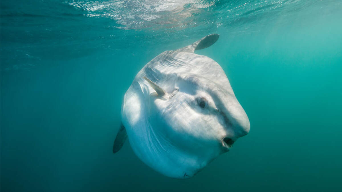 How many SPECIES of SUNFISH will this TINY Creek Hold?? (Bonus Underwater  Footage) 