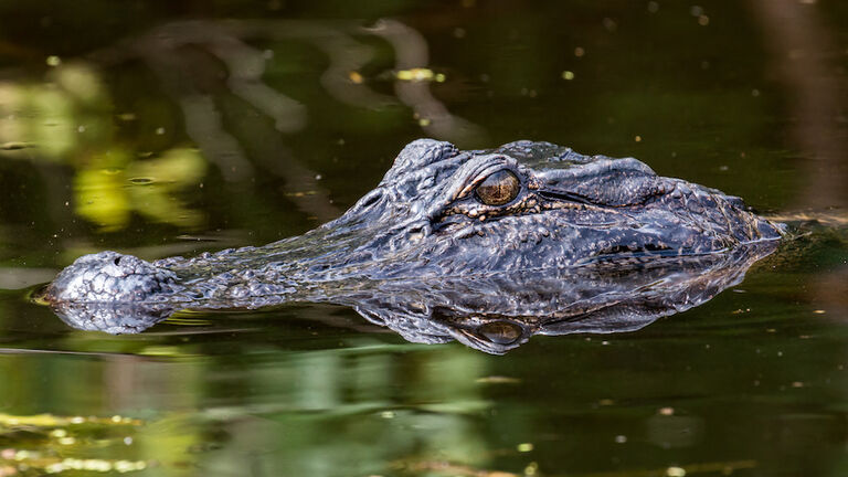 Alligator with head over water