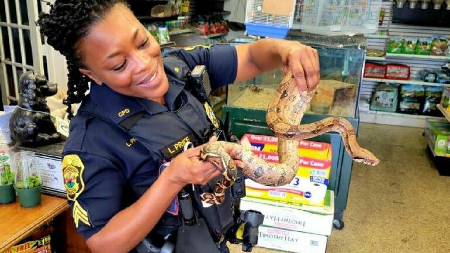 Woman Discovers 5-Foot Snake Inside Her Toilet