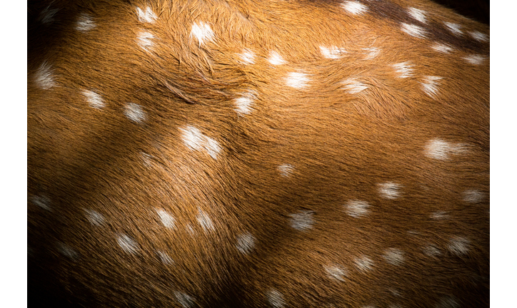 Search for ET Intelligence / Animal Personalities