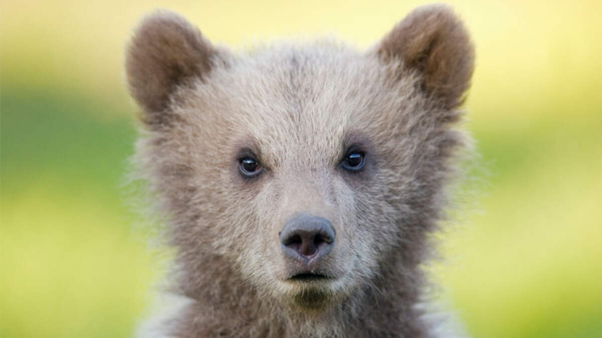 Un-bearably Cute': Bear Cub Tries to Catch Snowflakes in Resurfaced Clip