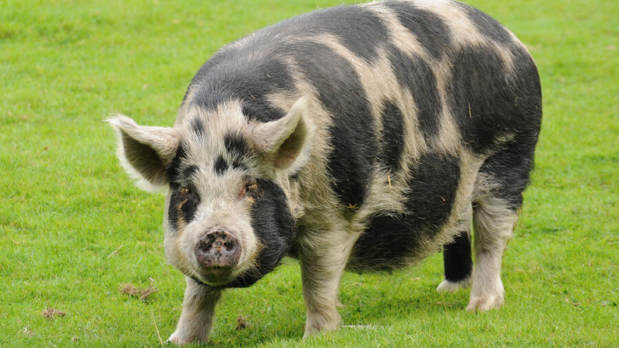 200-pound-pig-wreaking-havoc-in-south-carolina-neighborhood-iheart