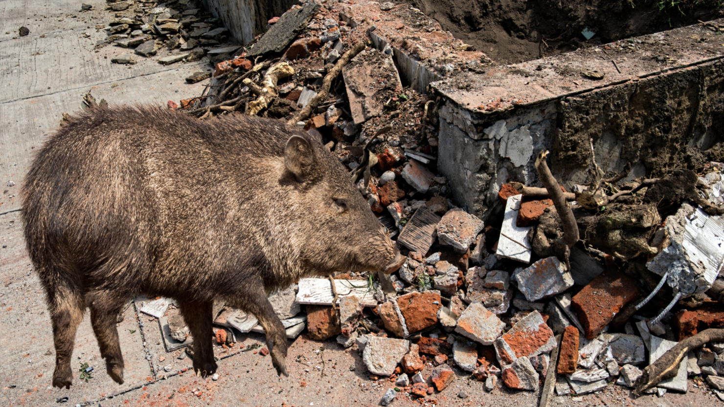 Dozens Of Wild Hogs Caught On Video Marching Through Texas