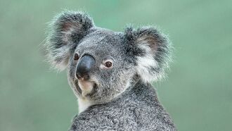 Video: Australian Family Finds Koala in Christmas Tree
