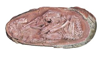 Video: Impeccably Preserved Dinosaur Embryo Unearthed in China