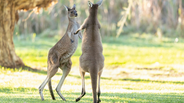 Couple Injured Group Of Kangaroos Escape From Middle Home | iHeart
