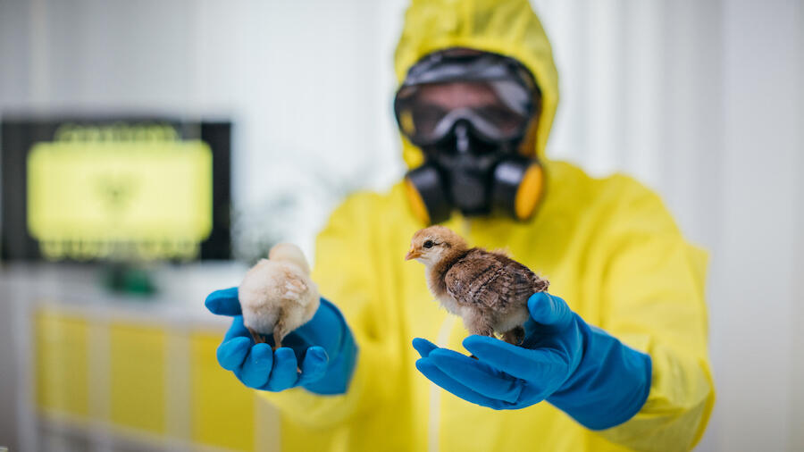 New Bird Flu Strain Could Turn Into A Deadly Pandemic In 2022 iHeart
