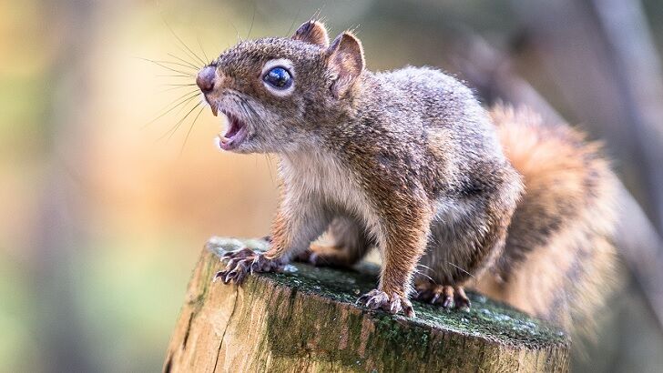 Strangely Aggressive Squirrel in Wales Attacks 18 People in 48 Hours