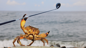 Huge, Angry Crab Snaps Golfer's Club In Two In Terrifying Video